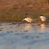 IMG_7173-copy