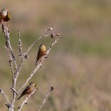 IMG_8576-copy