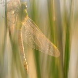 IMG_3221
