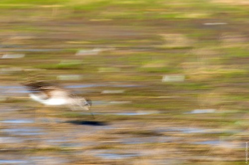 IMG_4328-copy.jpg