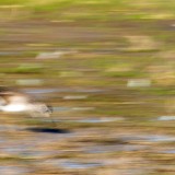 IMG_4328-copy