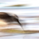 IMG_6101-copy
