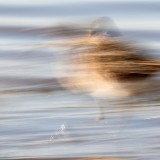 IMG_6119-copy