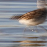 IMG_6204-copy
