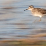 IMG_6336-copy