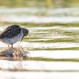 IMG_6686-copy