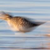IMG_6879-copy