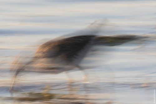 IMG_7018-copy.jpg