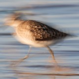 IMG_7084-copy