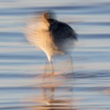 IMG_7095-copy