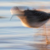 IMG_7105-copy