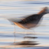 IMG_7217-copy