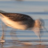IMG_7252-copy
